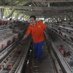 Salak Kembang Giatkan Bisnis Ayam Petelur