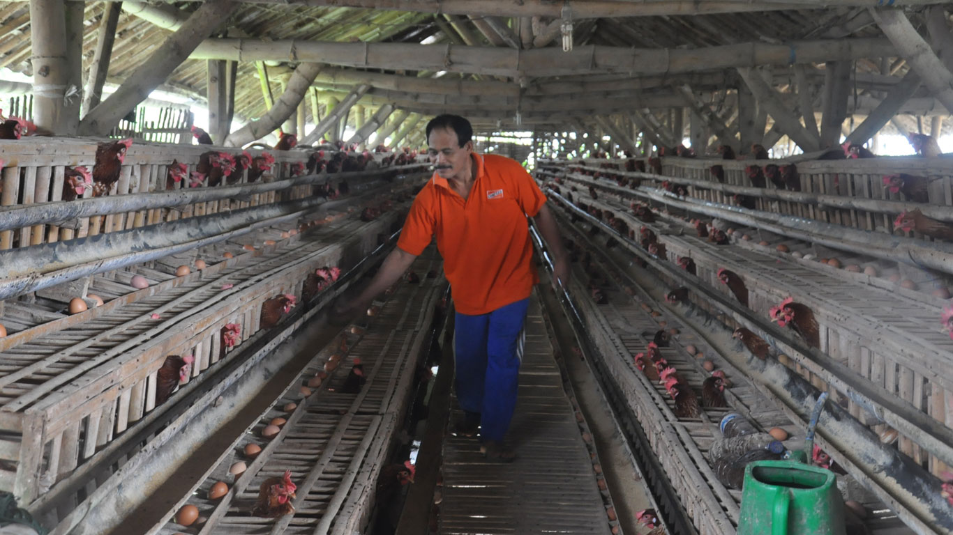 Salak Kembang Giatkan Bisnis Ayam Petelur